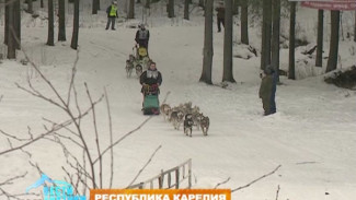 В Петрозаводске проходят Международные гонки на собачьих упряжках на средние и короткие дистанции в статусе Кубка Мира