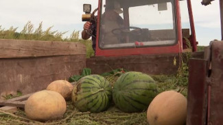 Спасают то, что уцелело: почему урожай в Хабаровском крае под угрозой