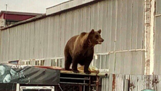 У хозяина медведя Маши была лицензия. Полиция проводит проверку, после ЧП с диким зверем