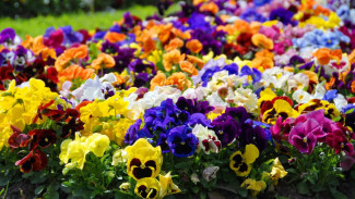 Цветущий город: более 48 тысяч ярких растений украсят столицу Ямала