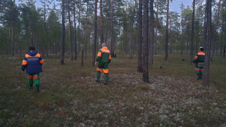 В Ноябрьске спасатели в лесу искали потерявшегося мужчину
