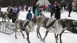 Долгожданное возвращение Дней оленеводов на Ямале: где уже отгремел праздник