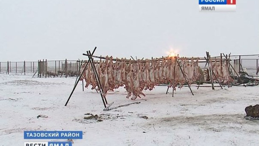 В Тазовском районе были незаконно забиты более 6000 туш оленей