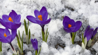 Времена года – март: Назло погоде и Вселенной. Весну несет нам женский день