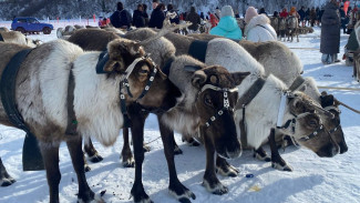 Ветеринары Ямала назвали обязательные условия для участия в Дне оленевода