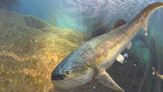 Рыбы в костном панцире, уникальные «Сокровища Севера» и многое другое в традиционном арктическом дайджесте