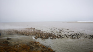 Нашествие ластоногих: количество моржей на ямальском побережье увеличилось втрое 
