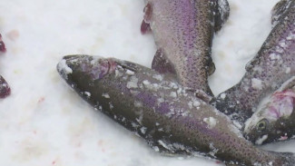 Форель на Крайнем Севере: надымские рыбоводы приступили к вылову лососевых