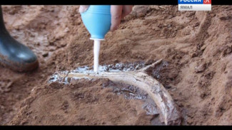 В Пермской области нашли фрагменты скелета предка мамонта