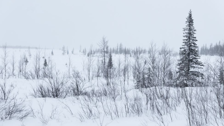 Жителям Ямала сообщили о норме вывоза новогодних елок из леса