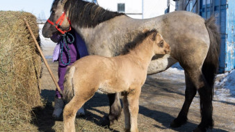 Бэби-бум на ферме: в Салехарде пополнение уникальной приобской породы