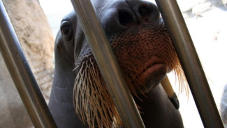 Шесть маленьких моржат попали в «китовую тюрьму»