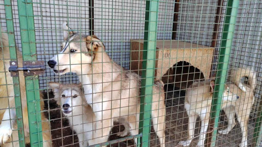 Прокуратура нашла нарушения в салехардском приюте для животных