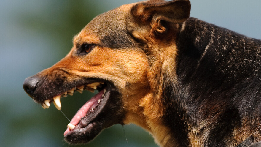 Бастрыкин поручил подготовить изменения в законодательство из-за нападений собак