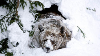 Ямалец убил медведя за то, что тот мешал ловить ему рыбу на озере