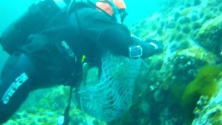 Ученые: морские ежи и водоросли Баренцева моря могут помочь восстановиться людям, перенесшим COVID-19