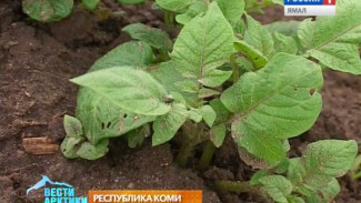 В Республике Коми аграрии создают собственный морозоустойчивый сорт картофеля