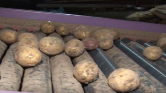 В Шурышкарском районе собрали урожай: аграриям предстоит рассортировать 70 тонн картофеля