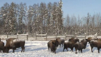 Каждая особь на вес золота, или уникальная программа по возрождению бизонов в Якутии