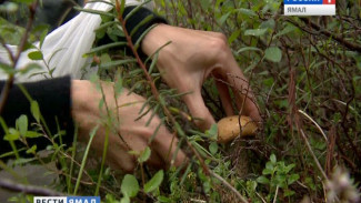 Жителям Пуровского района разрешили собирать грибы и ягоды
