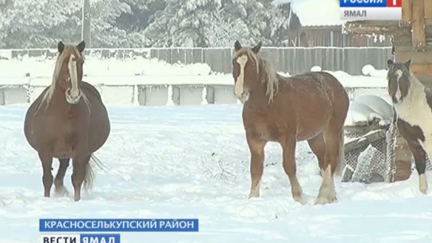 В Красноселькупском районе новые жители - целых два табуна якутских лошадей