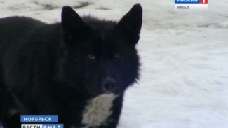 Ради лечебных целей житель Ноябрьска убивает бродячих собак