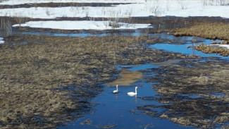 Тысячи перелетных птиц вернулись на ямальские водоемы