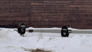 Из Арктики в Пермь – как ямальские овцебыки осваивают новый дом