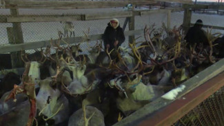 Заготовительная страда: в ЯНАО полным ходом идёт заготовка мяса оленя