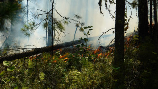На Ямале огонь охватил больше 40 гектаров леса 