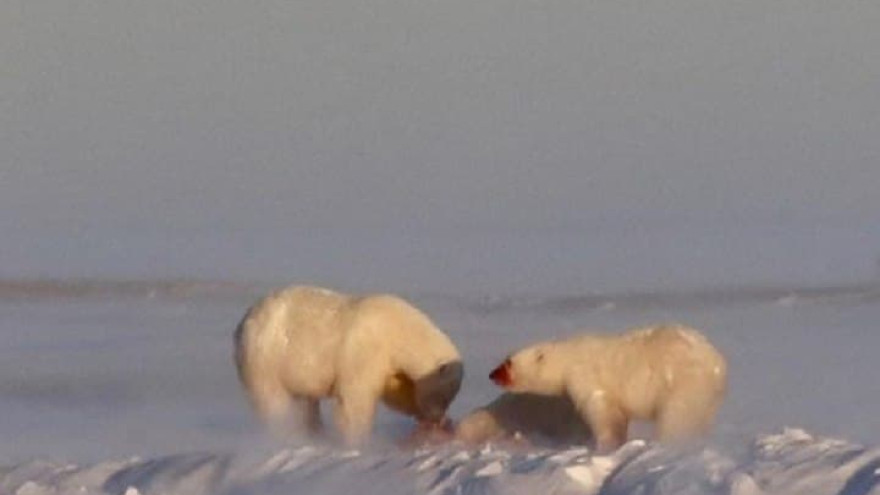 Подчищают берега: ученые опубликовали фото трапезы белых медведей