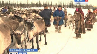 Страшные кадры. Падеж оленей в Ямальском районе продолжается