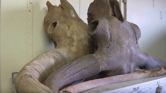 В Якутии построят первое в мире криохранилище остатков мамонта