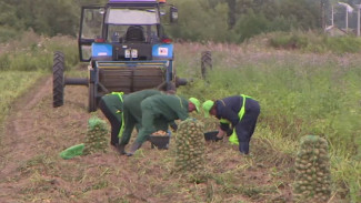 Импортозамещение продолжается: Архангельские фермеры планируют собрать рекордный урожай картофеля