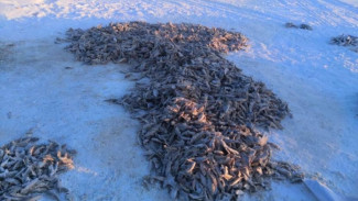 На Ямале нарушители бросились бежать, оставив более полутонны нелегальной рыбы
