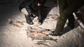 Крупный браконьерский улов: сани с осетром обнаружили инспекторы рыбоохраны на Ямале