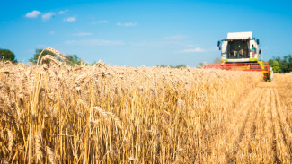 В УрФО собрано почти 2,5 миллиона тонн зерна