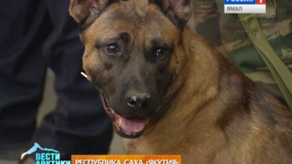 В Якутии на охрану правопорядка заступят собаки-клоны!