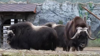 Ямальские овцебыки обжились в Московском зоопарке