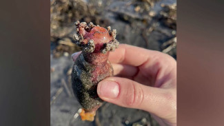 Приморские ученые открыли новые свойства морского огурца