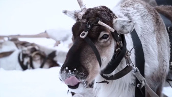 Глава Ноябрьска пригласил ямальцев на «Авку»