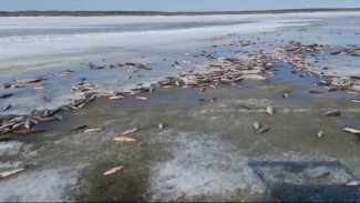 На Ямале несколько сотен рыб погибают на реке ВИДЕО