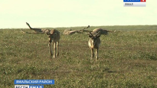 Последствия аномальной жары. В Ямальском районе оттаяли споры сибирской язвы
