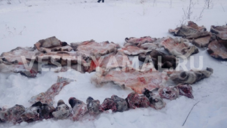 В Приуральской тундре найдены десятки убитых оленей