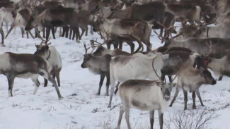 4 тысячи оленей уперлись в железный барьер, перегородивший традиционные пути каслания на Ямале