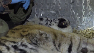 В Хабаровском крае поймали тигра, держащего в страхе жителей Вяземского 