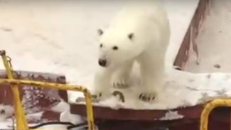 ВИДЕО: белый медведь забрался на судно и решил понежиться в снегу