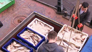 Главное  - не упустить время: будни и планы рыбозавода в Аксарке
