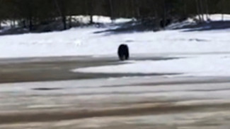 «У меня руки трясутся!». Ямальские рыбаки сняли на видео встречу с медведем