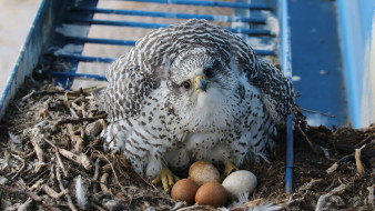 Ямальские ученые обнаружили рекордное количество гнезд кречета